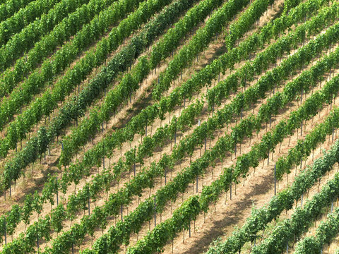 Weinreben