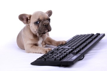 French Bulldog Baby & Keyboard
