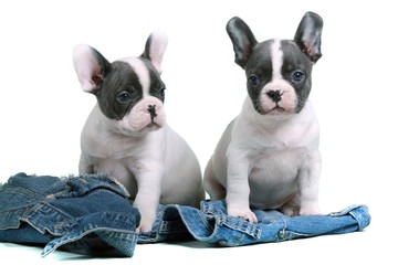 French Bulldog Puppies & Jeans