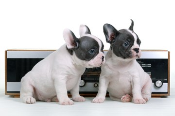French Bulldog Puppies & Old Radio