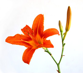 Lilly