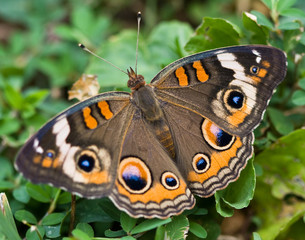 Buckeye Butterfly