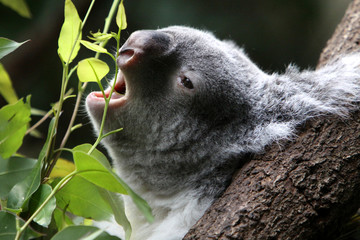 Koala