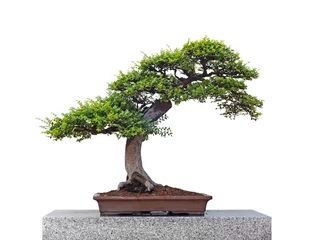 Fotobehang Bonsai Bonsai boom  © ScriptX
