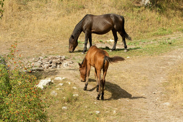 Horse and foal.
