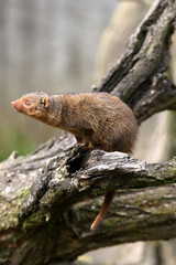 Südliche Zwergmanguste