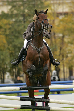 Horse sport