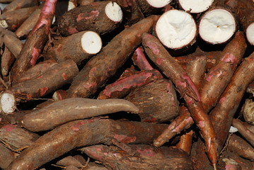 Racines de manioc - 24208205