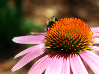 bee on flower