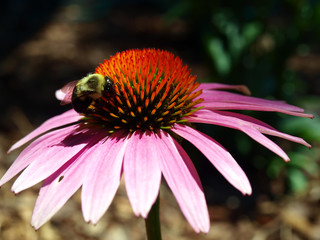 bee on flower5