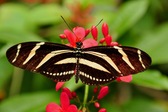 Zebra Longwing Butterfly