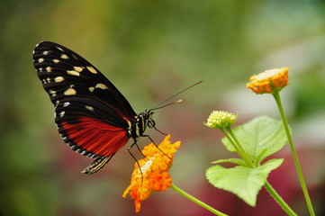 Golden Helicon Butterfly