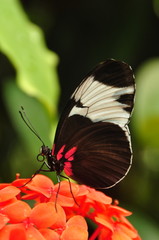 Eleuchia Longwing Butterfly