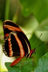 Fototapeta na wymiar Banded Orange Butterfly