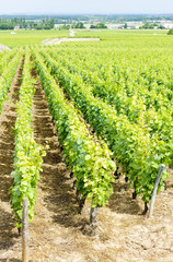 Fototapeta na wymiar grand cru vineyard near Fixin, Cote de Nuits, Burgundy, France