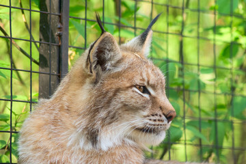 Lynx portrait
