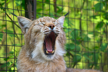 Naklejka na ściany i meble Yawning lynx 2