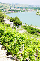 Fototapeta na wymiar vineyard of Chateau Grillet, Rhone-Alpes, France