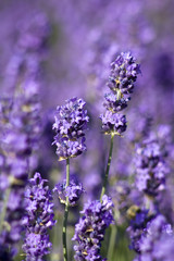 Obraz premium lavender flowers