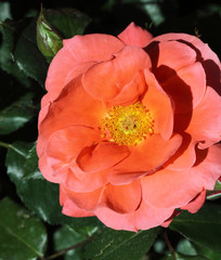 rose églantine