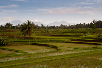 Rice field in Bali with vulcanos on the background