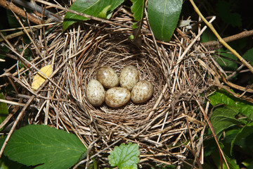 Garden Warbler, Sylvia borin