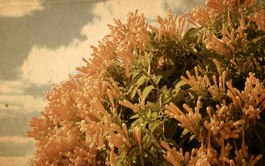 old flower paper textures - perfect background with space