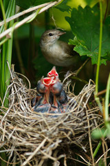Garden Warbler, Sylvia borin