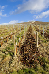 Fototapeta na wymiar winnica, Moët et Chandon, Ay, Champagne Region, Francja