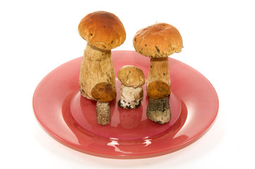 mushrooms on a plate