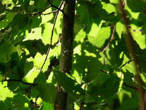 Spinne im Wind