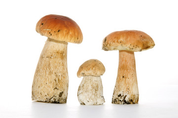 Three white fungus