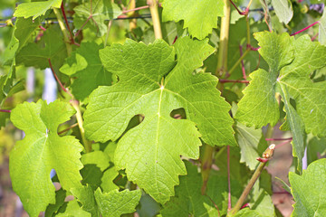 Vine leaves
