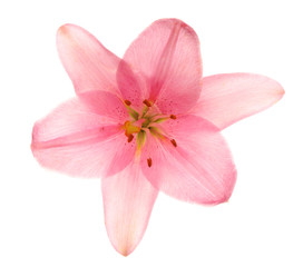Pink lilies, isolated.