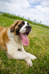 セント・バーナード　St.Bernard