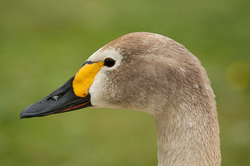juvenile swan 8408