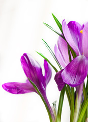 bouquet of crocuses