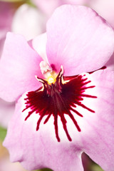 Close-up of pink orchid