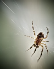 Close-up of spider