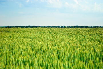 field of wheat