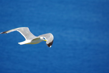 Möve fliegt über tiefblaues Wasser 3