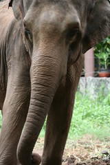 Fototapeta na wymiar Tajlandia Słonie