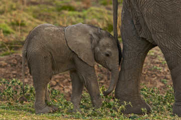 Young elephants stays close to mother