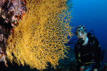 Gorgonia with Diver