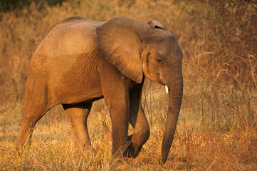 Young African elephant