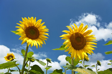 Fototapeta premium Sunflower