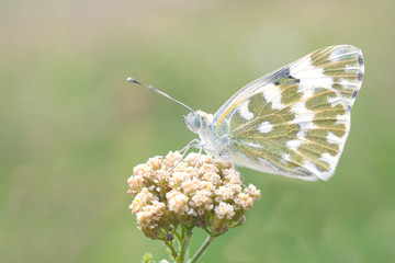 bath white / Pontia daplidice