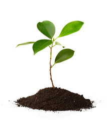 Young green plant on a white background