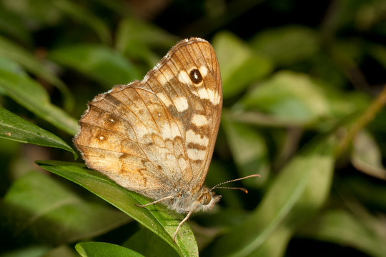 Speckled Wood ( Pararge aegeria ) on a leaf