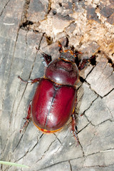 Oryctes nasicornis, female